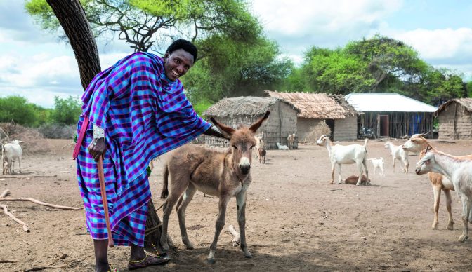 maasai man with a baby donkey